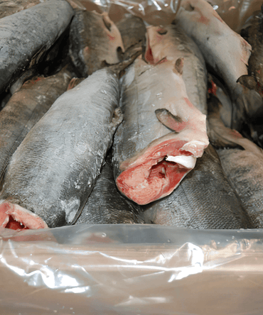 Frozen Wild Chum Salmon, HG - NobleMono