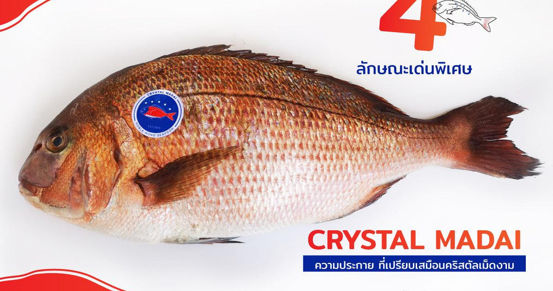 4 ลักษณะเด่นพิเศษ Crystal Madai (ปลามาได) ความประกาย ปลามงคลที่เปรียบเสมือนคริสตัลเม็ดงาม