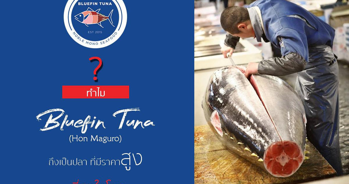 BLUEFIN TUNA - STORY