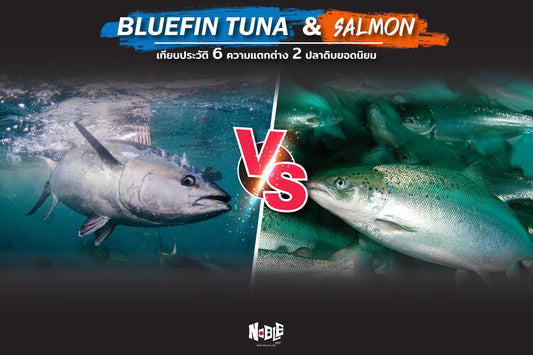 Bluefin Tuna vs Salmon เทียบประวัติ 6 ความแตกต่าง 2 ปลาดิบ ยอดนิยม - NobleMono
