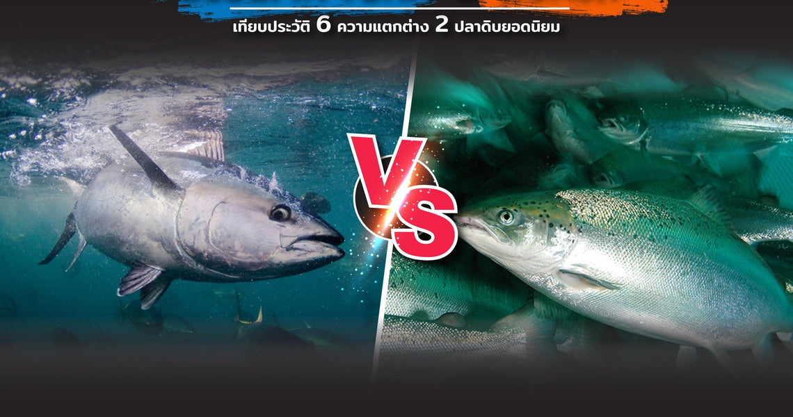 Bluefin Tuna vs Salmon เทียบประวัติ 6 ความแตกต่าง 2 ปลาดิบ ยอดนิยม
