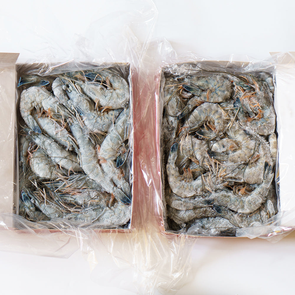 Frozen Blue Shrimp (กุ้งนางฟ้านิวแคลิโดเนีย แช่แข็ง)
