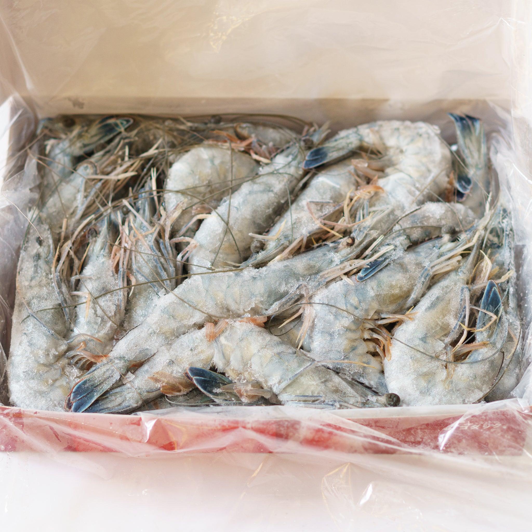 Frozen Blue Shrimp - NobleMono