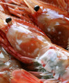 Frozen Botan Shrimp - NobleMono