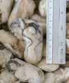 Frozen Oyster Meat - NobleMono