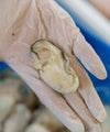 Frozen Oyster Meat - NobleMono