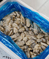 Frozen Oyster Meat - NobleMono