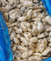 Frozen Oyster Meat - NobleMono