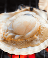 Frozen Whole Scallop Broken - NobleMono